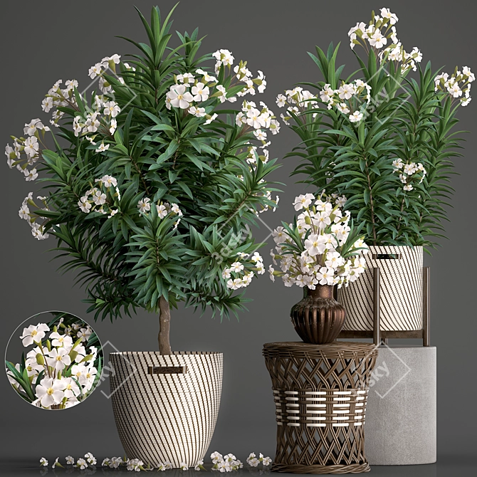 Exotic Plant Collection: Nerium Oleander 3D model image 1