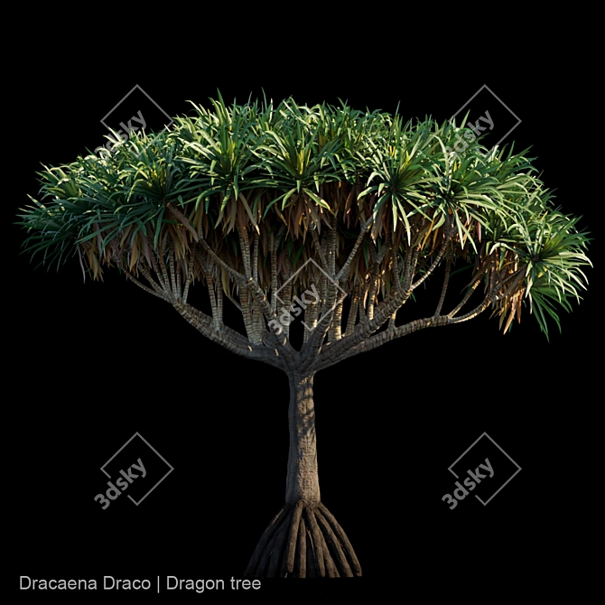 Majestic Dracaena Draco | Dragon Tree 3D model image 1