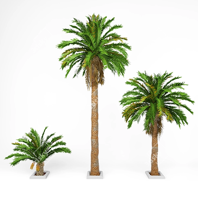 Premium Date Palm for Vray - High Detail Model 3D model image 1