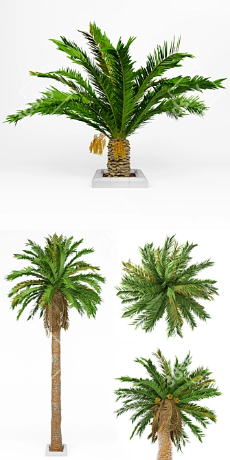 Premium Date Palm for Vray - High Detail Model 3D model image 2