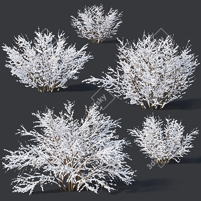 Frozen Forsythia Collection - 7 Sizes 3D model image 1