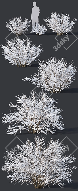 Frozen Forsythia Collection - 7 Sizes 3D model image 2