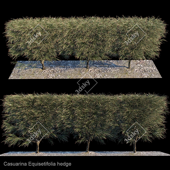 Tropical Casuarina Hedge 3D model image 1