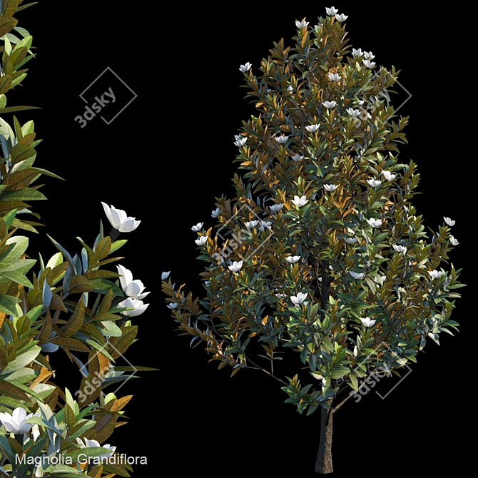 Elegant Magnolia Grandiflora 3D model image 1