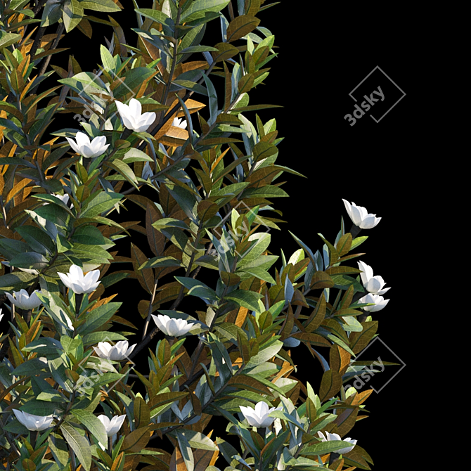 Elegant Magnolia Grandiflora 3D model image 2