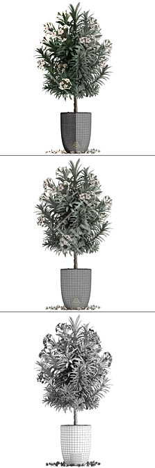 Exotic Nerium Oleander Tree - Plant Collection 271 3D model image 3