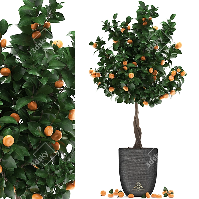 Citrus Mandarin: Decorative Fruit Tree 3D model image 1