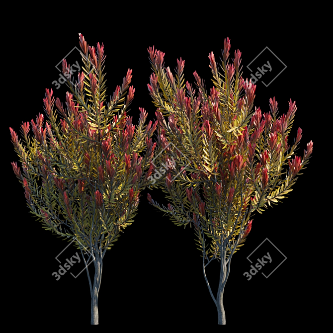 Elegant Leucadendron Tree 3D model image 1