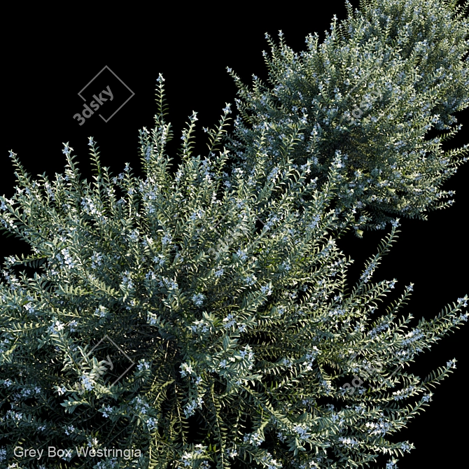 Gray Box Westringia: Hardy and Compact Shrub 3D model image 2