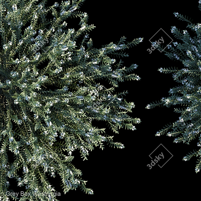 Gray Box Westringia: Hardy and Compact Shrub 3D model image 3