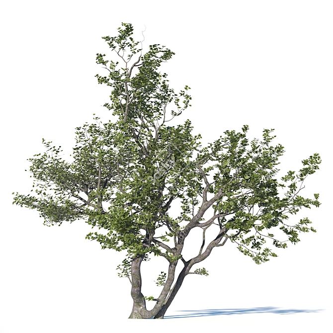 Realistic Deciduous Tree: High-quality 3D Model 3D model image 1