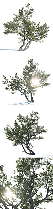 Realistic Deciduous Tree: High-quality 3D Model 3D model image 2