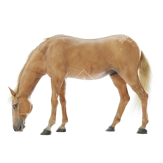 Grazing Stallion: Realistic 3D Horse Model 3D model image 1