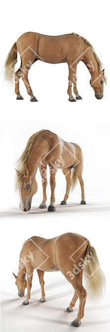 Grazing Stallion: Realistic 3D Horse Model 3D model image 2