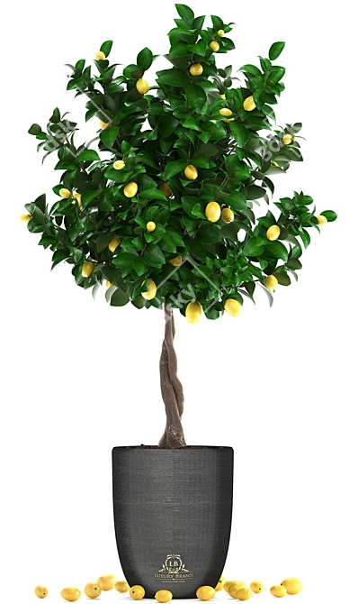 Citrus Lemon Tree, Potted Fruit Plant 3D model image 2