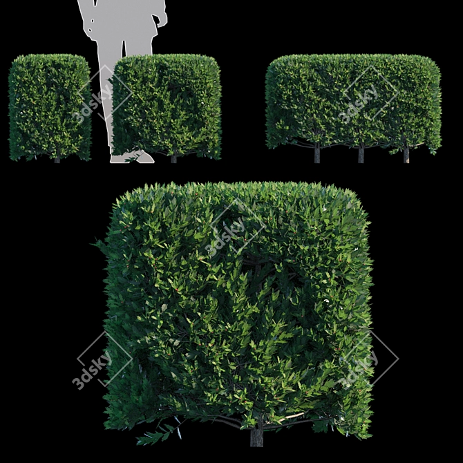 Dragon Lady Hedge | Ilex x aquipernyi 3D model image 1