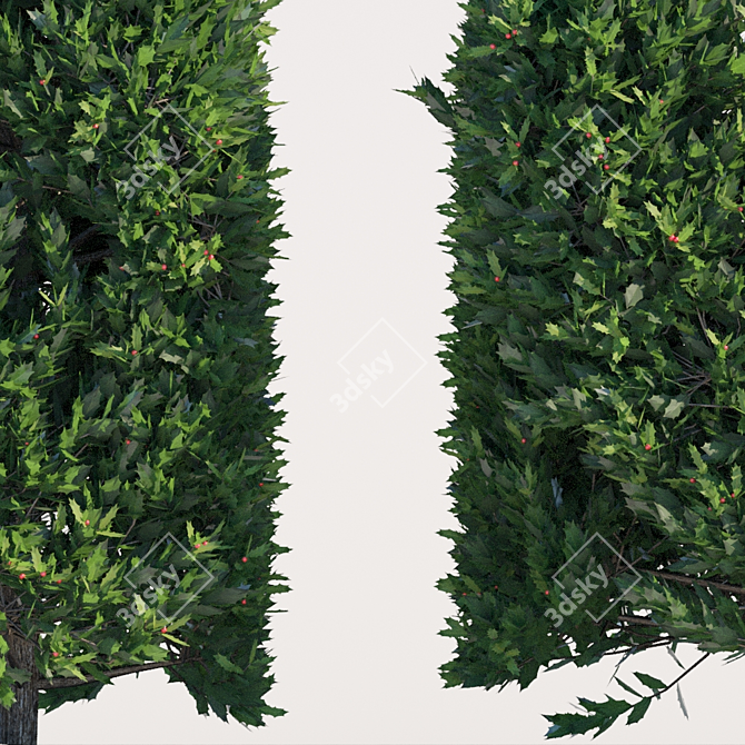 Dragon Lady Hedge | Ilex x aquipernyi 3D model image 2