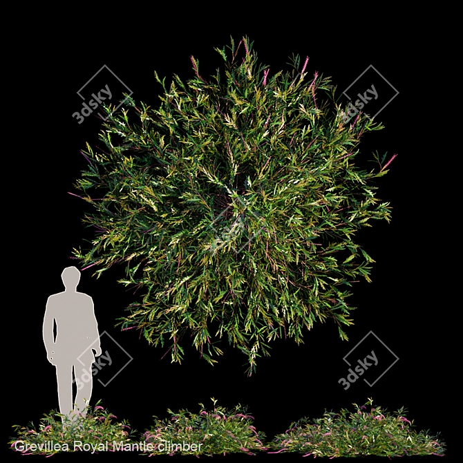 Royal Mantle Climber: Vibrant Grevillea 3D model image 1