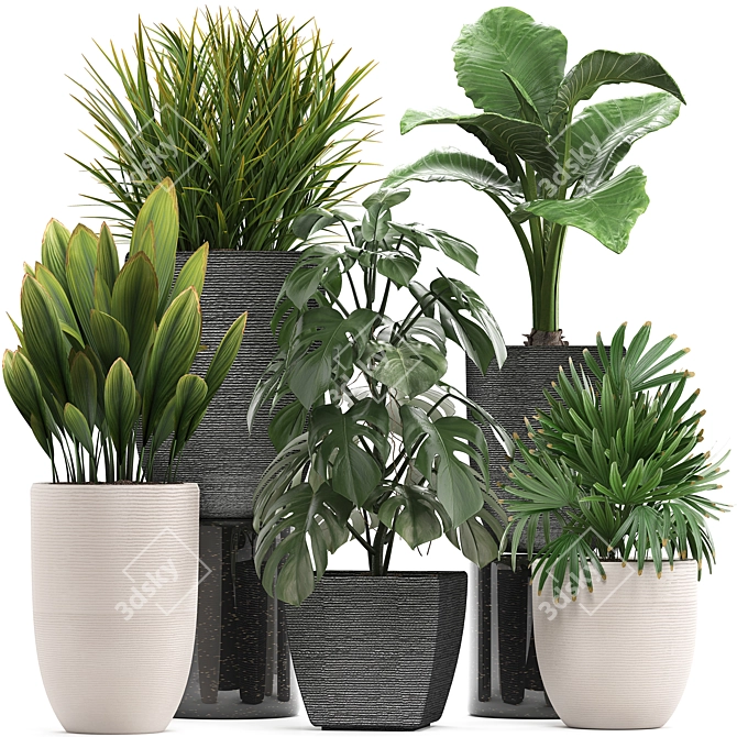 Exotic Plant Collection: Monstera, Alocasia, Rhapis Excelsa 3D model image 1