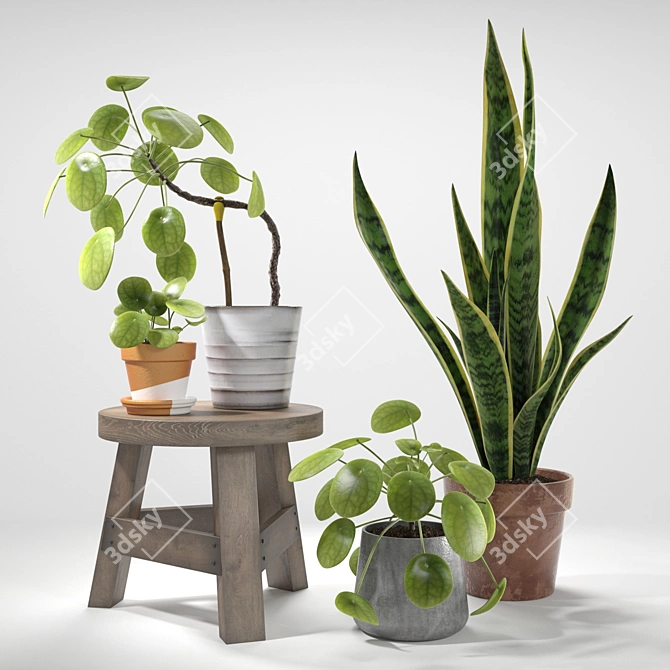 Green Delight: Pilea & Sansevieria Set 3D model image 1