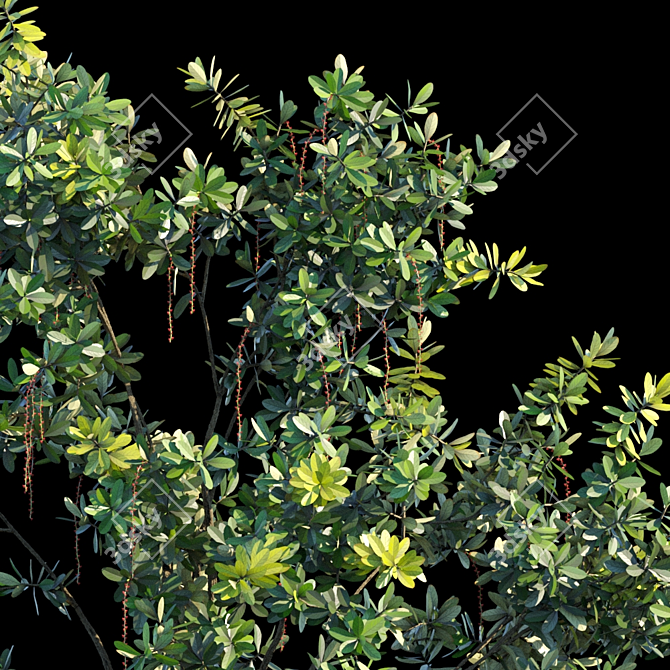 Exotic Barringtonia Acutangula Var 2 3D model image 2