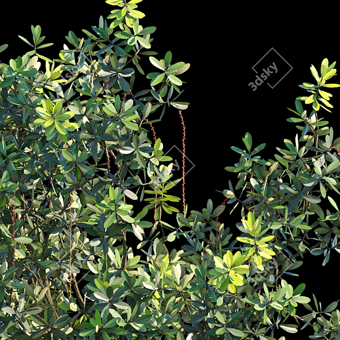 Barringtonia Acutangula Var 1: Exotic Foliage Delight 3D model image 2