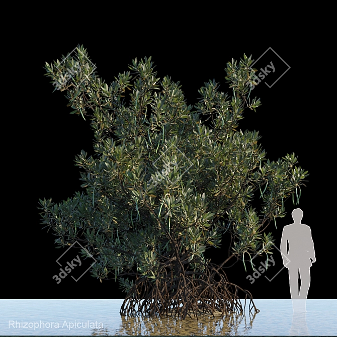 Rhizophora Apiculata_var1: Coastal Elegance 3D model image 1