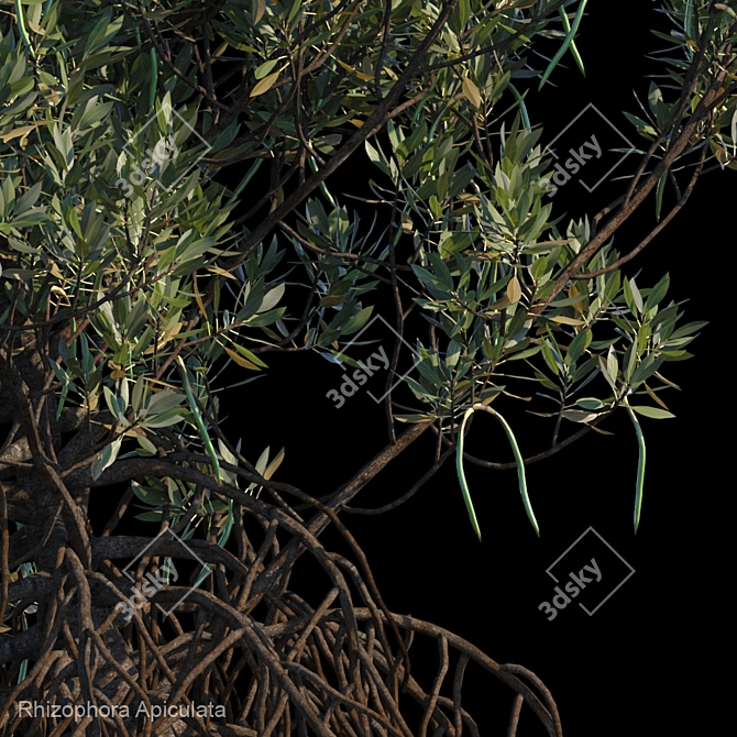 Rhizophora Apiculata_var1: Coastal Elegance 3D model image 2