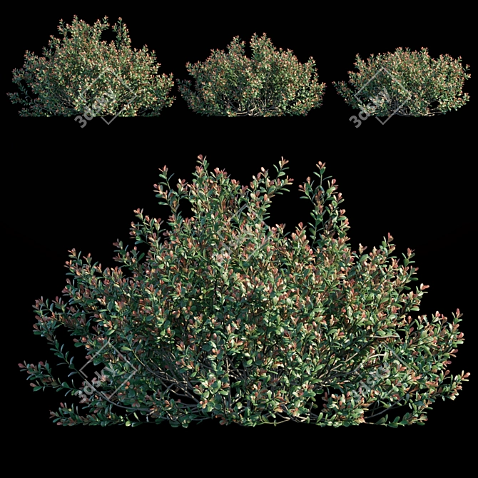 Ilex Crenata: Compact Evergreen Bush 3D model image 1