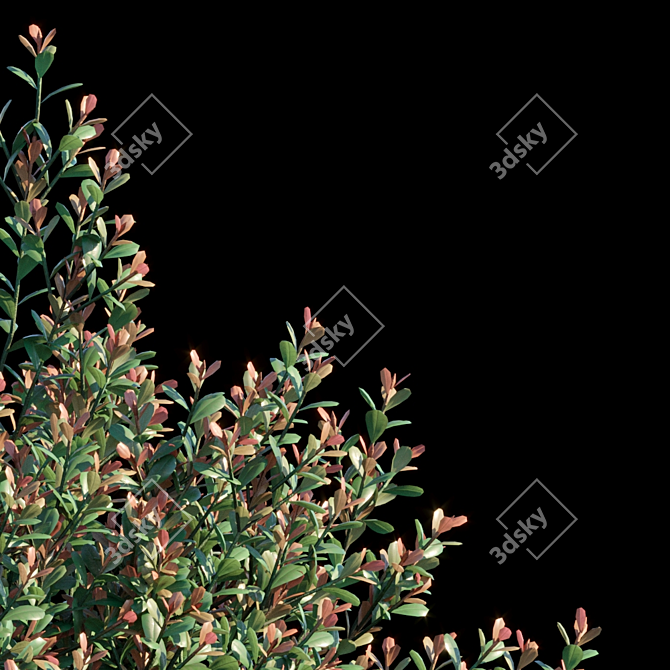 Ilex Crenata: Compact Evergreen Bush 3D model image 2