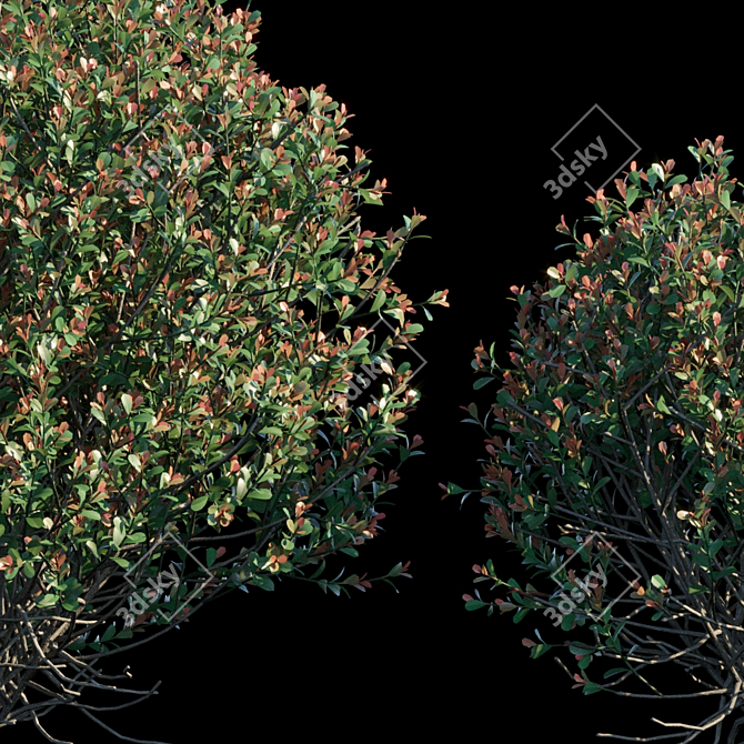 Evergreen Ilex Crenata Bush 3D model image 2