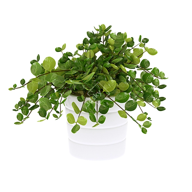 HimalayaMix Houseplant: A Breath of Greenery 3D model image 1