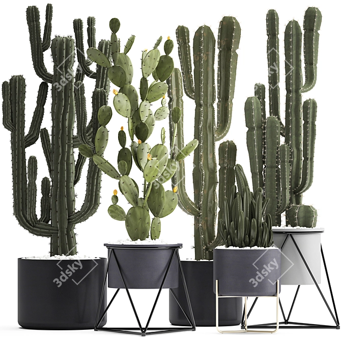 Exotic Cactus Collection: 7 Unique Varieties 3D model image 1