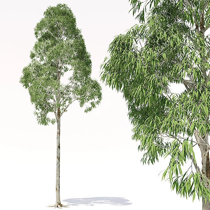 Elevated Eucalyptus: Exquisite 3D Model 3D model image 1