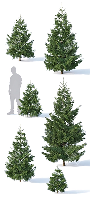  Majestic Fir Trees | 6 Sizes | Detailed & Versatile 3D model image 3