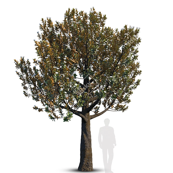 Magnolia Grandiflora Giant 2 3D model image 1