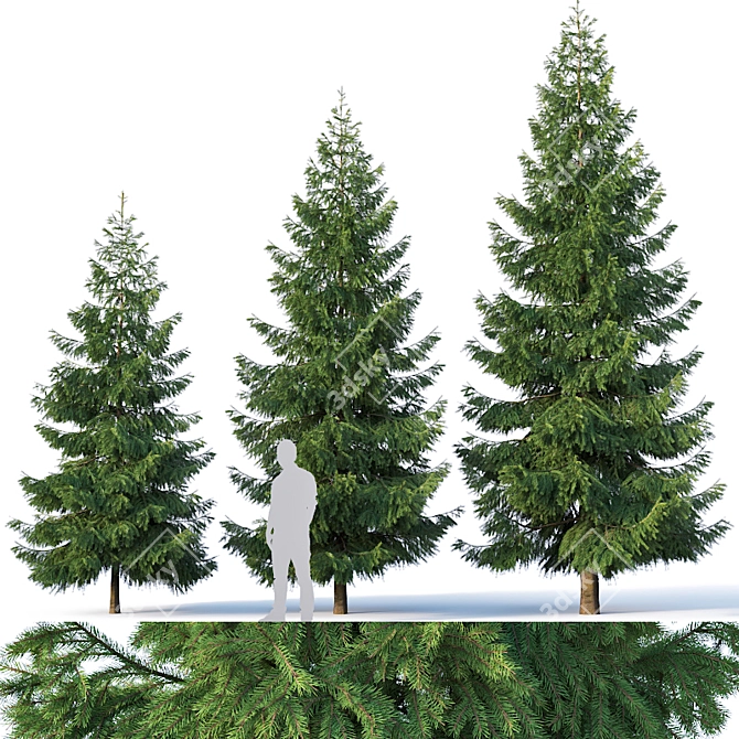 Versatile Spruce Tree Collection 3D model image 1