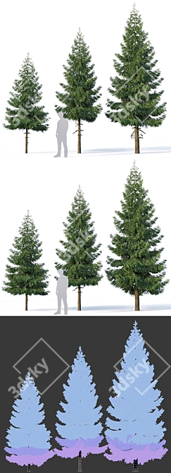 Versatile Spruce Tree Collection 3D model image 2