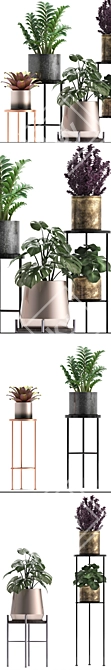 Exotic Plant Collection: Bromeliads, Monstera, Zamioculcas 3D model image 2