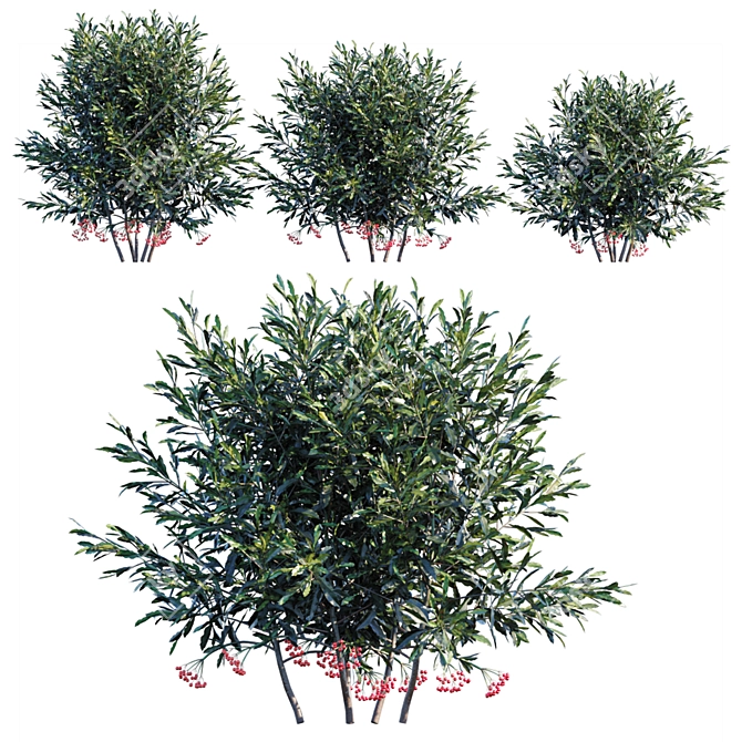 Vibrant Ardisia Crenata Bush 3D model image 1