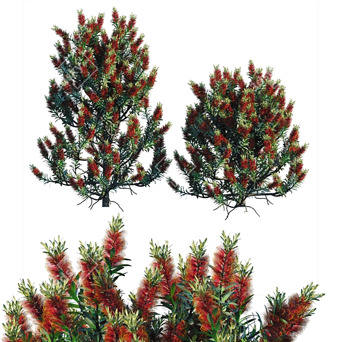 Bottlebrush Standard: Vibrant Bush 3D model image 1