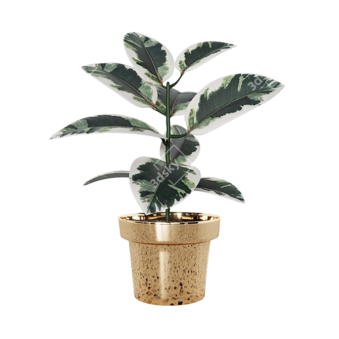 Variegated Ficus: Beautiful Indoor Plant 3D model image 1