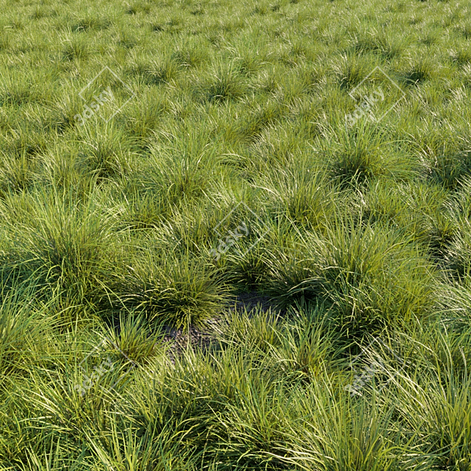 Versatile Saw-Sedges Grass 3D model image 1