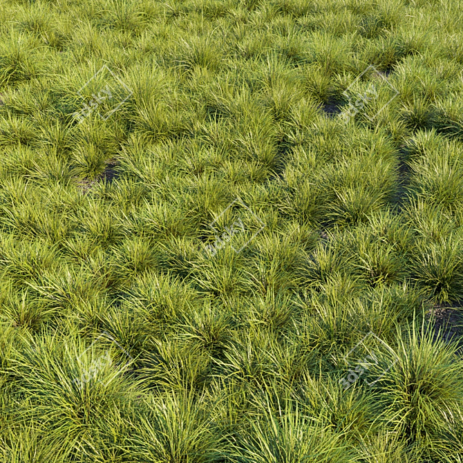 Versatile Saw-Sedges Grass 3D model image 2