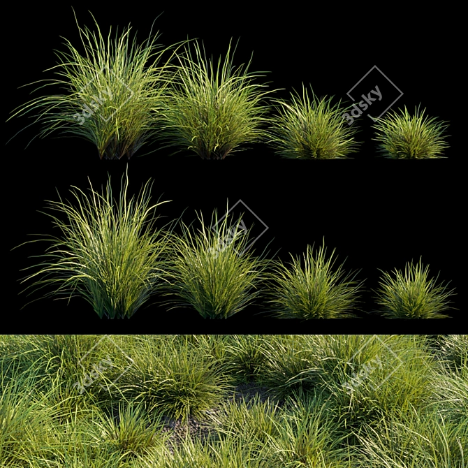 Versatile Saw-Sedges Grass 3D model image 3