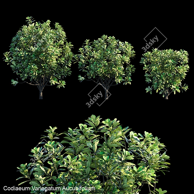 Colorful Codiaeum Variegatum Aucubifolium 3D model image 2