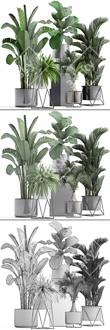 Exotic Plant Collection: Ficus, Palm, Fern 3D model image 3