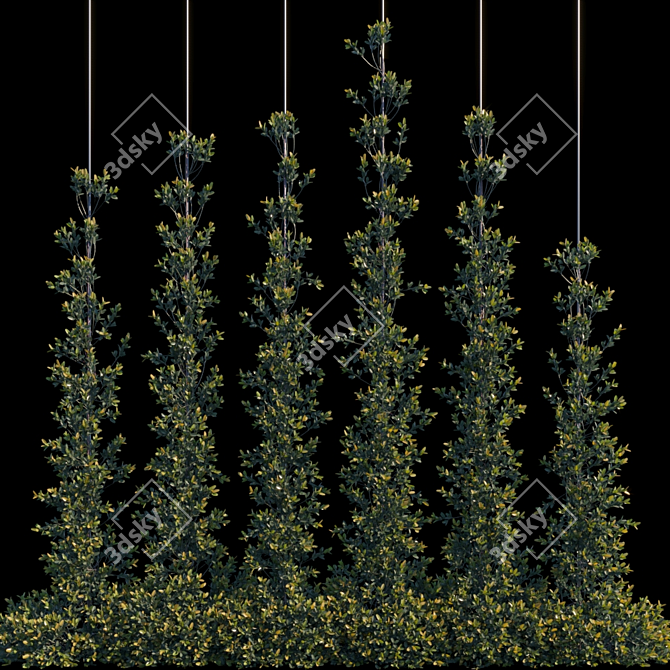 Pyracantha Firethorn Cordon: Vertical Elegance! 3D model image 1