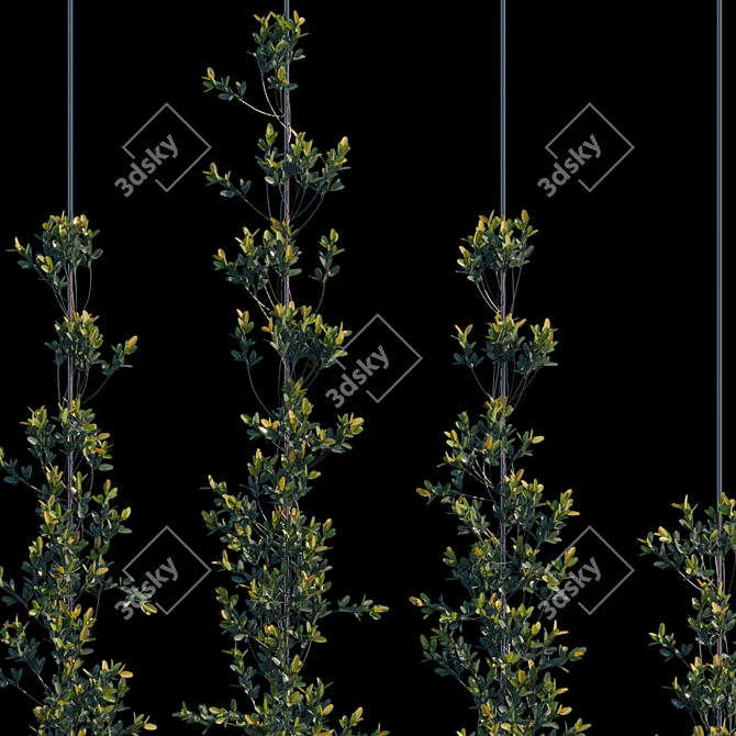 Pyracantha Firethorn Cordon: Vertical Elegance! 3D model image 2