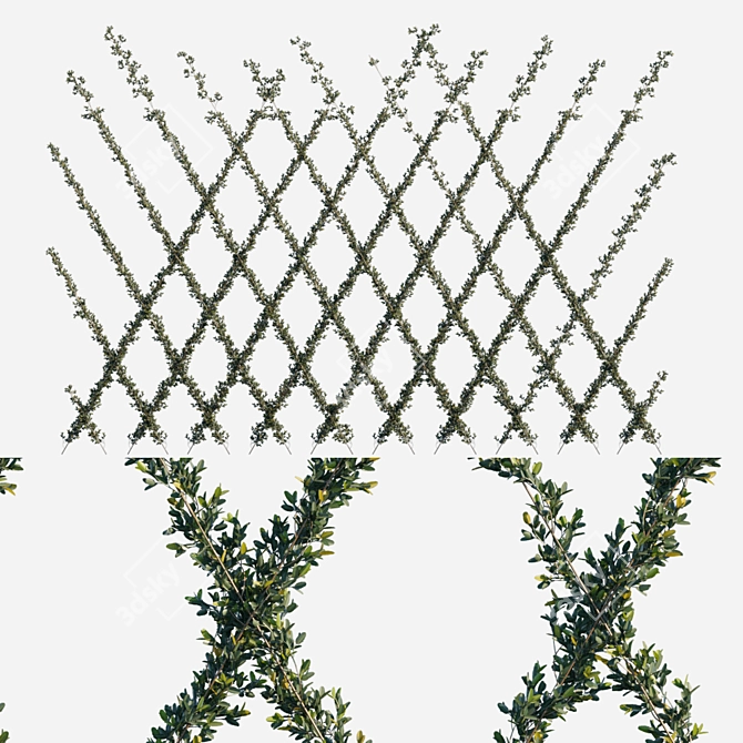 Oblique Cordon Pyracantha Firethorn - Big & Beautiful 3D model image 1